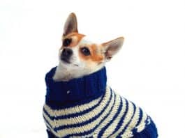 Striped Coat For Dog Knitting Pattern